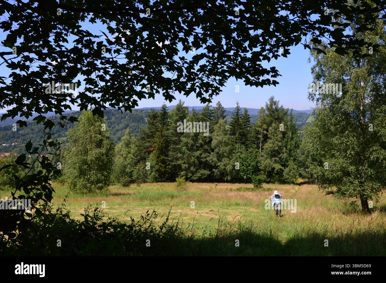 Sommerlandschaft in Beskid Mały, Südpolen. Ein Wanderer spaziert durch eine sonnendurchflutete Wiese, die von Birken und Kiefern umgeben ist. Stockfoto