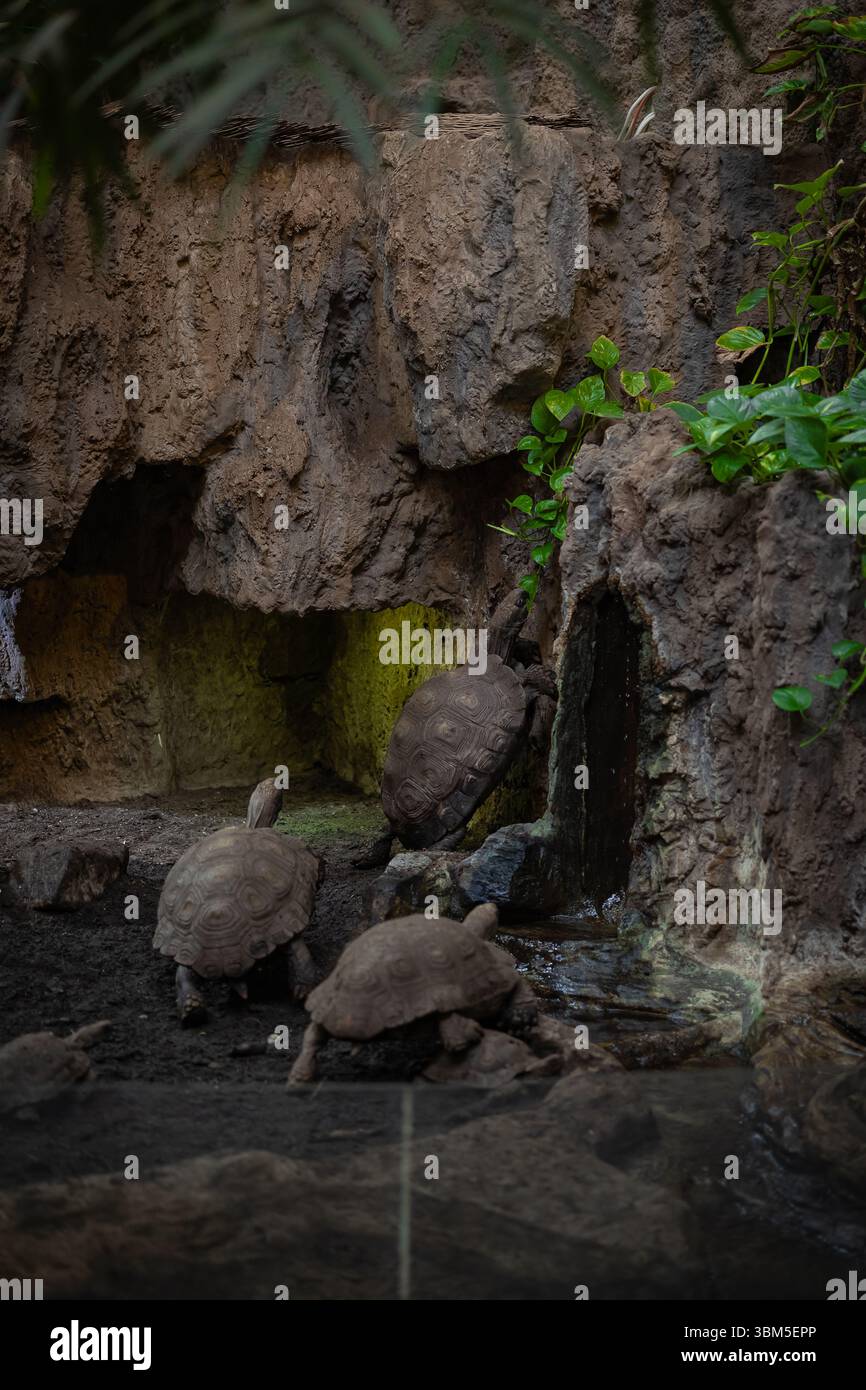 Schildkröten, die sich von grünen Pflanzenblättern in Zoogehege mit felsigem Hintergrund ernähren. Pflanzenfressende Reptilien, Tierernährung, Tiererziehung für Kinder Stockfoto