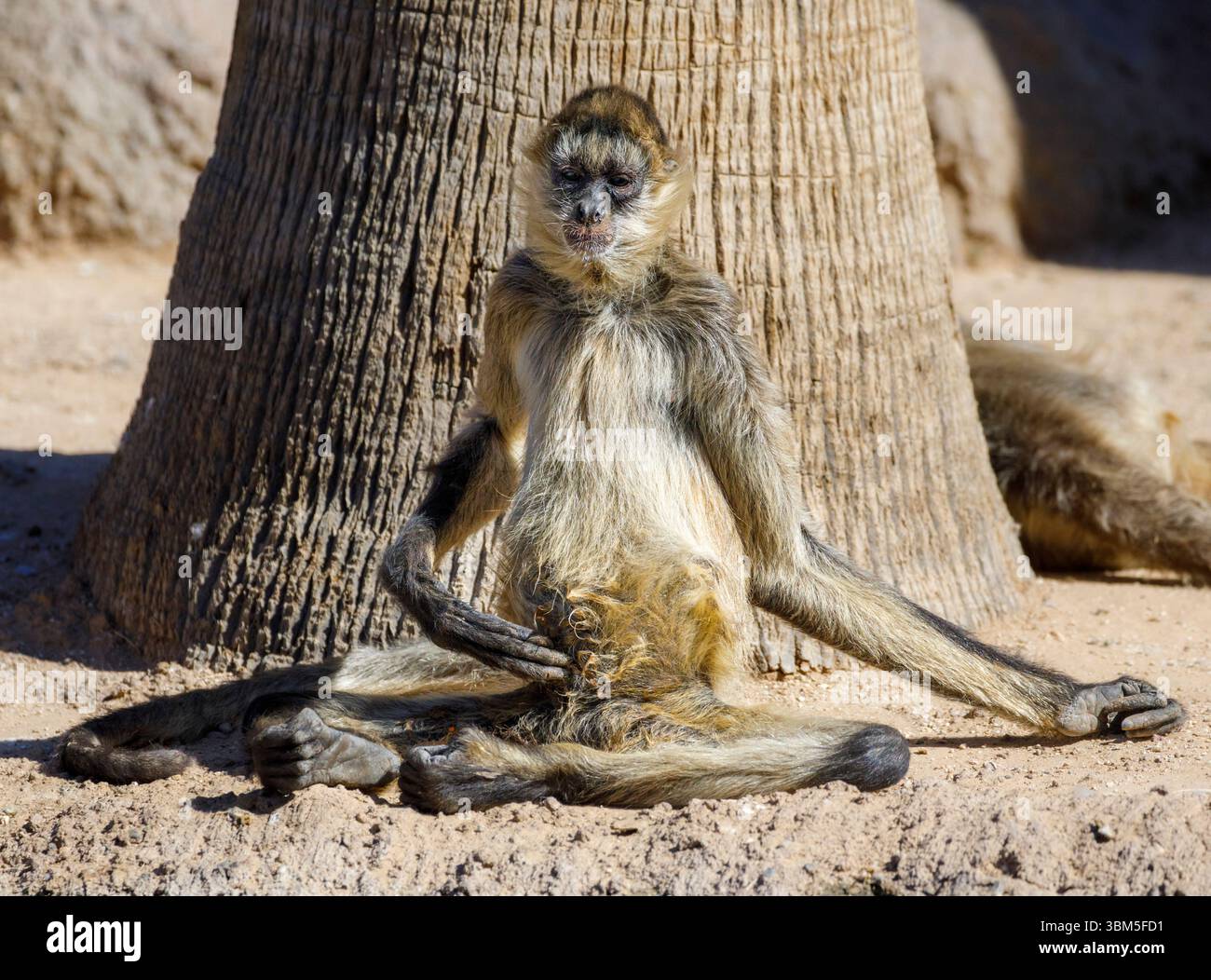 USA, Arizona, Litchfield Park. Schwarzhänder Spinnenaffen entspannend. Stockfoto