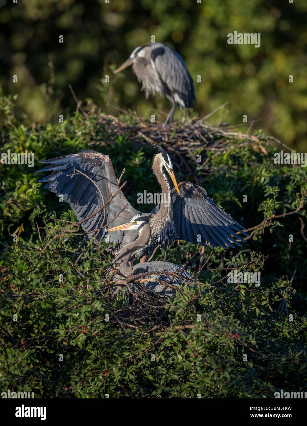 Ein Paar große Blaureiher teilen sich an der Inkubation und Aufzucht ihrer neuen Familie. Stockfoto