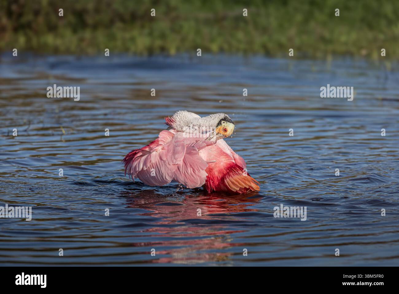 Ein Rosenlöffelschnabel zeigt extremes Baden. Stockfoto