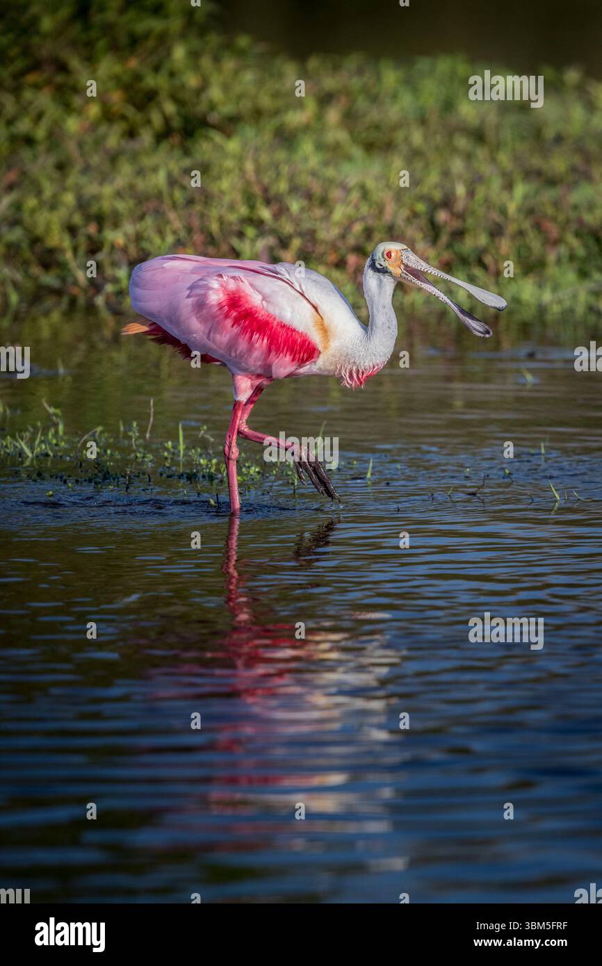 Rosenlöffelschnabel zeigen ihre leuchtend rosa Farbe. Stockfoto