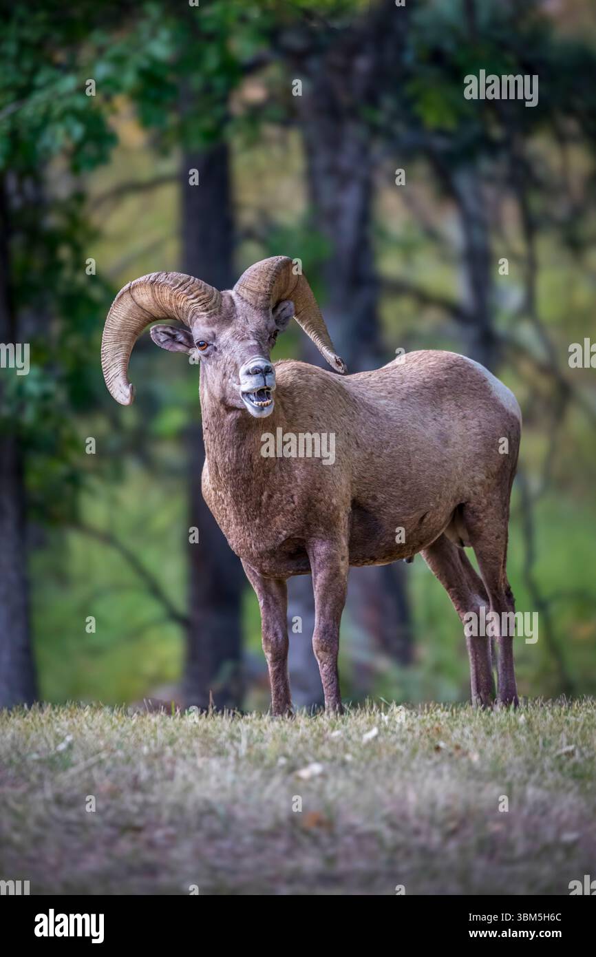 Ein wilder Rocky Mountain Bighorn Schafbock starrt weiter. Stockfoto