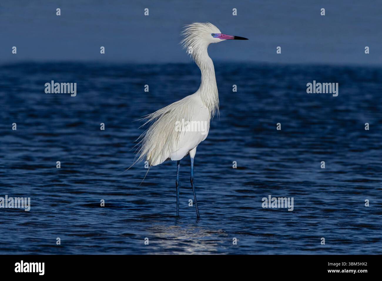 USA, Texas, Cameron County. Laguna Madre (Bucht), rötlicher Reiher Angeln im Gezeitenbecken Stockfoto