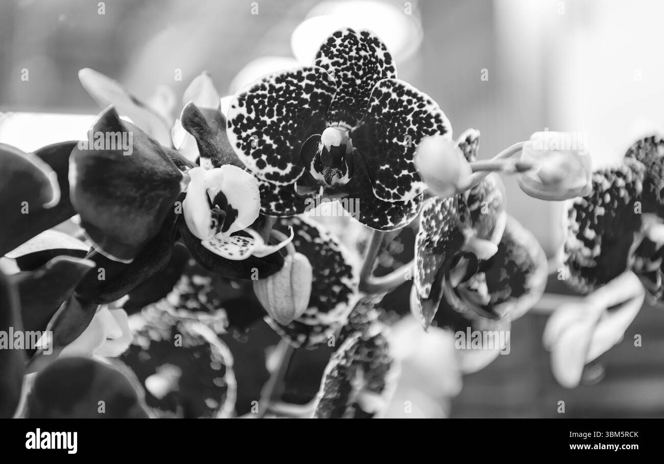 Makrofotografie mit Blumenmuster. Flora und Natur Nahaufnahme. Rosafarbene Orchideenblume. Florale Natur. Orchideenblume in leuchtender Farbe. Blühende Natur. Orchideenblume Stockfoto