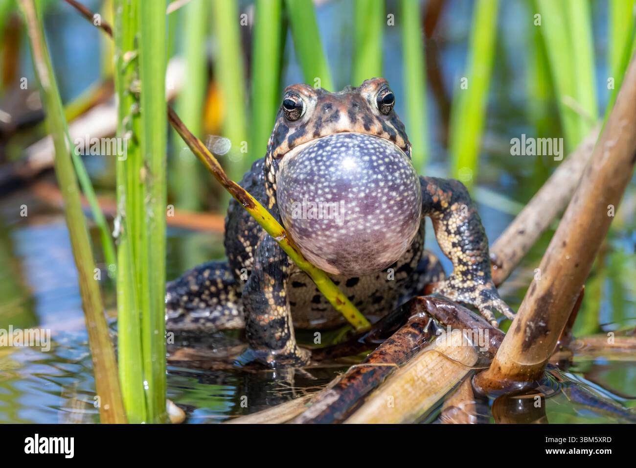 Ostamerikanische Kröte (Anaxyrus americanus) im Weltschwanzsumpf, singend, Eastern United States, von Dominique Braud/Dembinsky Photo Assoc Stockfoto