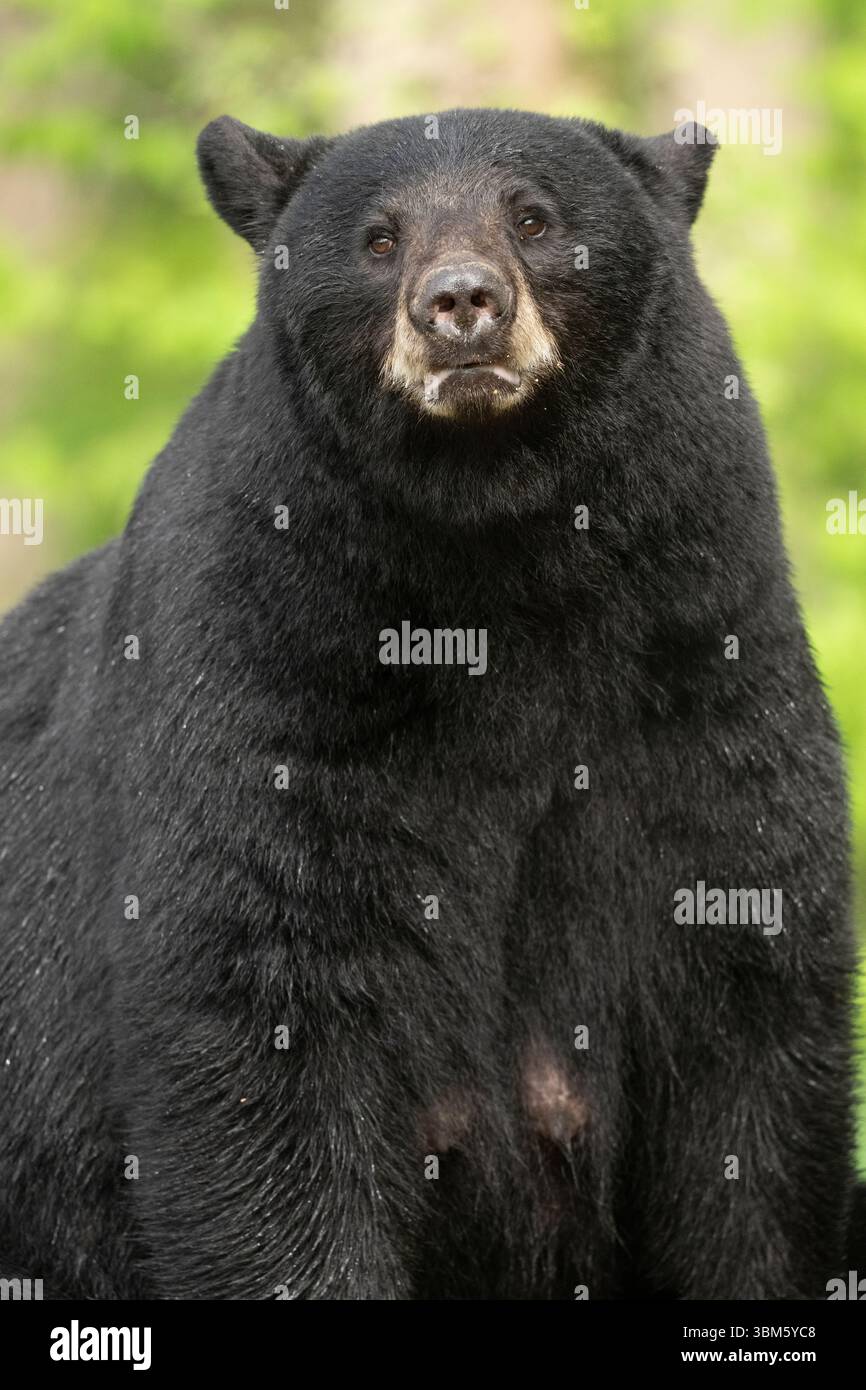 Schwarzbär (Ursus americanus), Ost-Nordamerika, von Dominique Braud/Dembinsky Photo Assoc Stockfoto