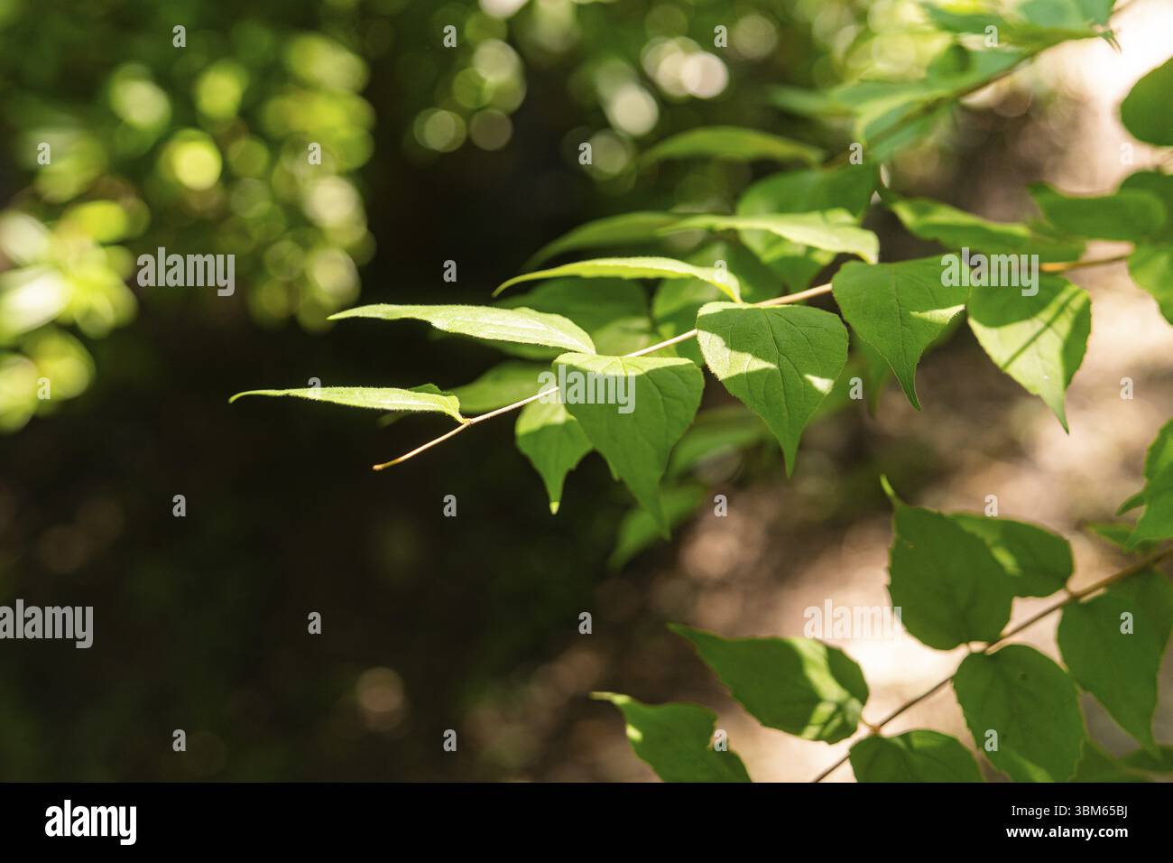 Grüne Blätter auf einem Ast, von Sonnenlicht beleuchtet, umgeben von Schatten in einem ruhigen Wald, Botanischer Garten, die Gärten von Schloss Trauttmansdorff, M Stockfoto