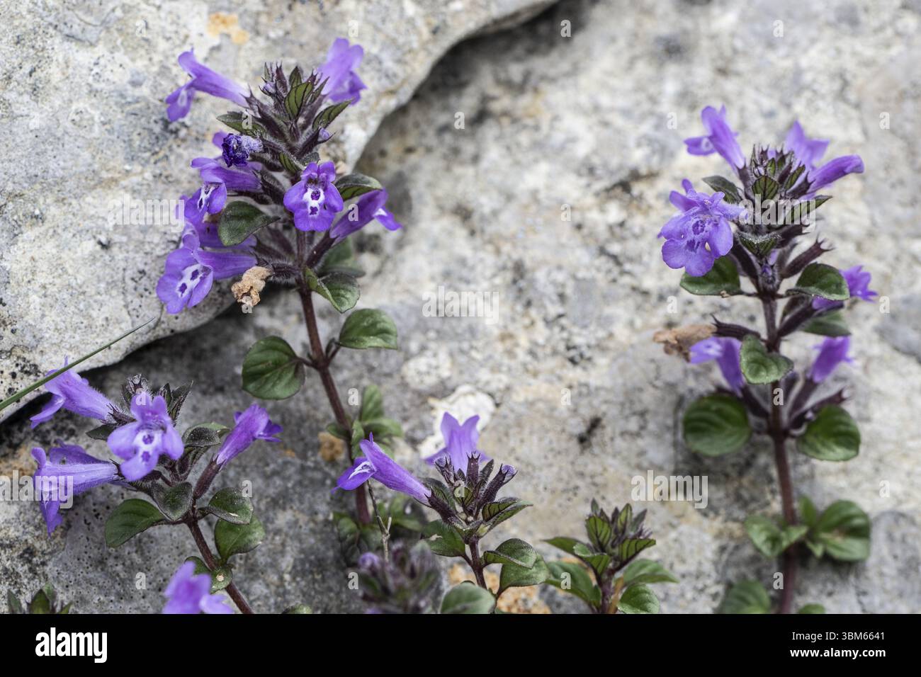 Alpensteinpfanne (Clinopodium alpinum), Monte Baldo, Venetien, Italien, Europa Stockfoto