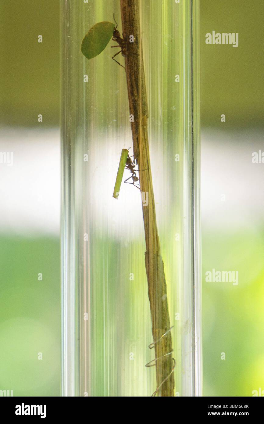 Eine Heuschrecke und eine Mantis klettern auf einen Stamm in einer Glasröhre, Botanischer Garten, Gärten von Schloss Trauttmansdorff, Meran, Südtirol, Italien, Europa Stockfoto