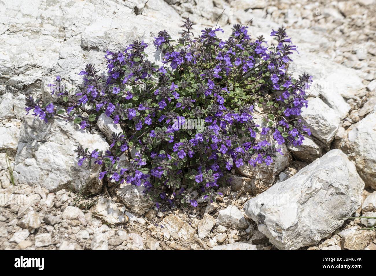 Alpensteinpfanne (Clinopodium alpinum), Monte Baldo, Venetien, Italien, Europa Stockfoto