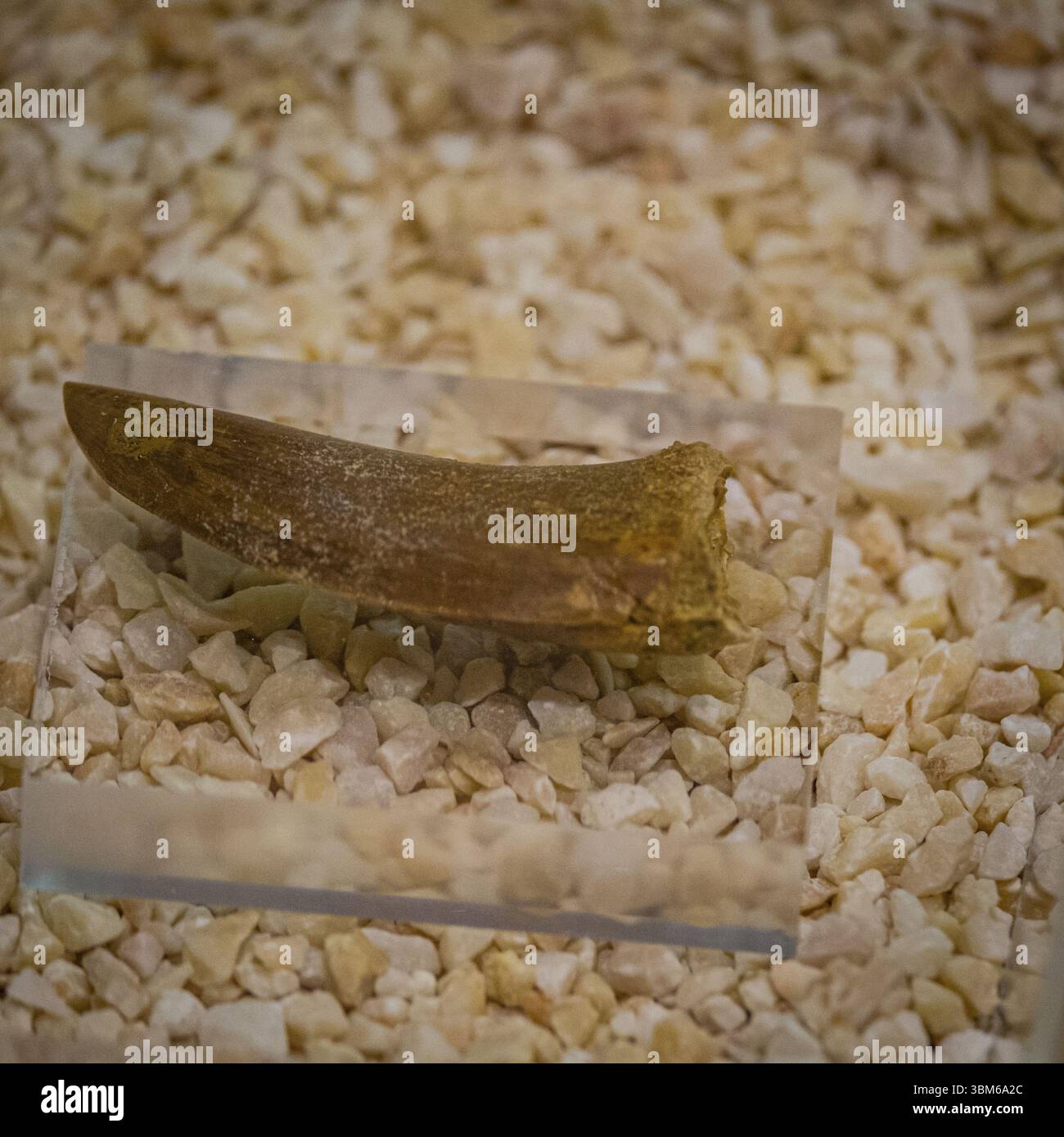 Zähne von Megalosaurus, Jurazeit, Centro de Interpretacion Paleontologica de La Rioja, Igea, La Rioja, Spanien, Europa Stockfoto