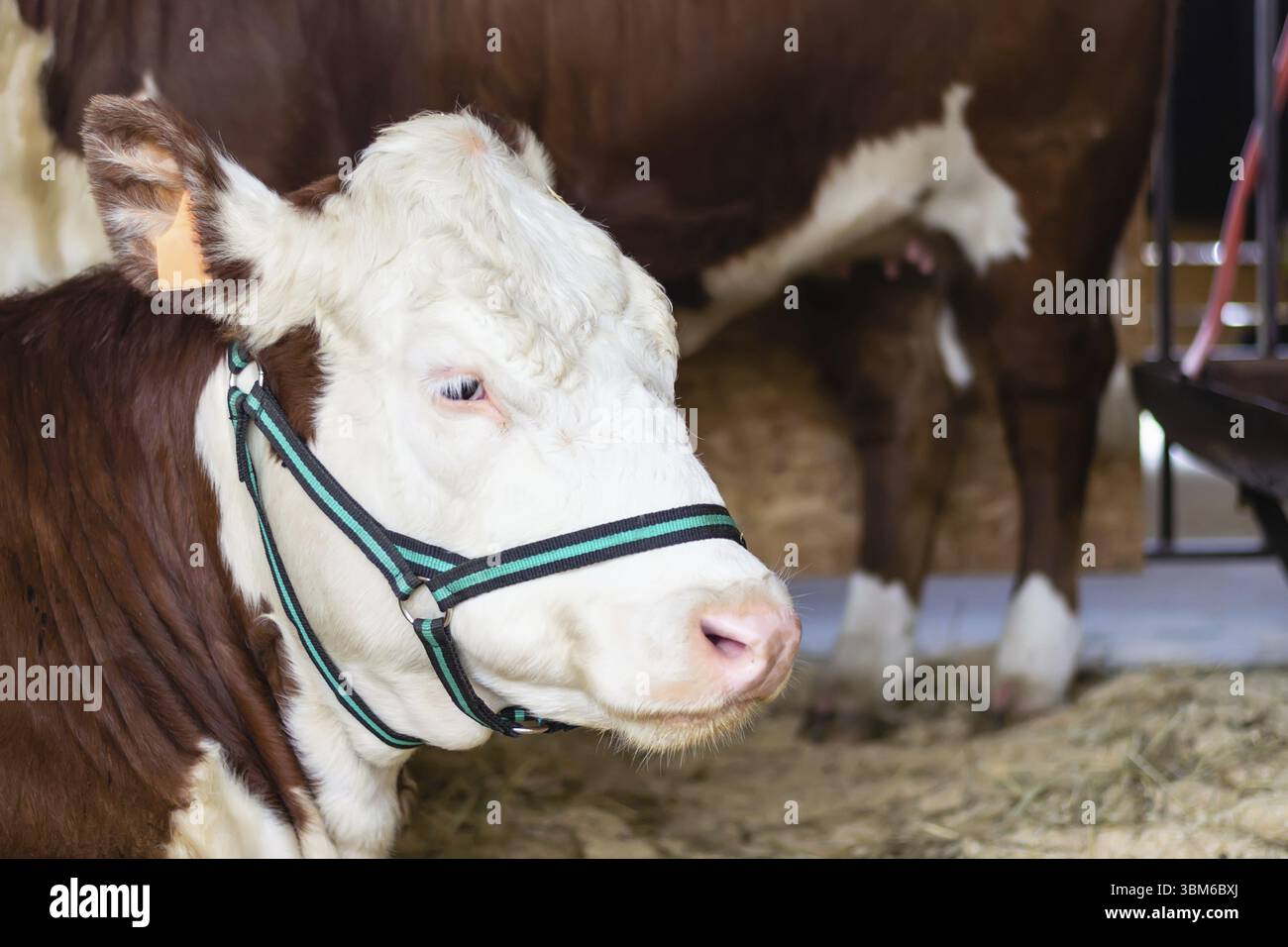 Porträt einer reinrassigen weißbraunen Kuh mit weißen Wimpern. Moderne Landwirtschaft Stockfoto