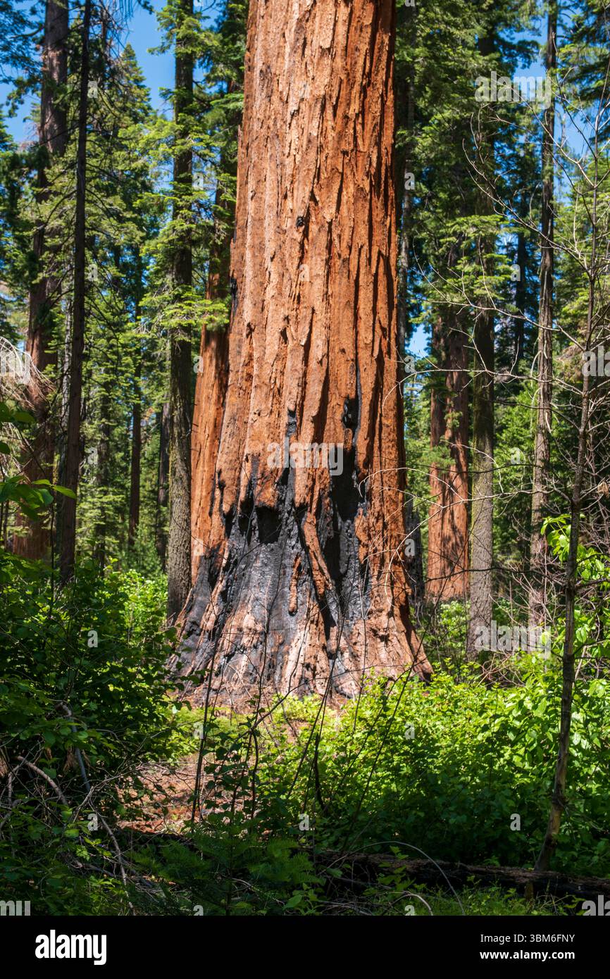 Der Calaveras Big Trees State Park beherbergt riesige Mammutbäume in diesem Teil der kalifornischen Sierra Nevada. Stockfoto