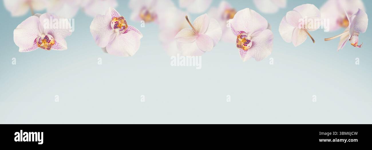 Blauer tropischer Sommerhintergrund mit fallenden Orchideenblüten Stockfoto