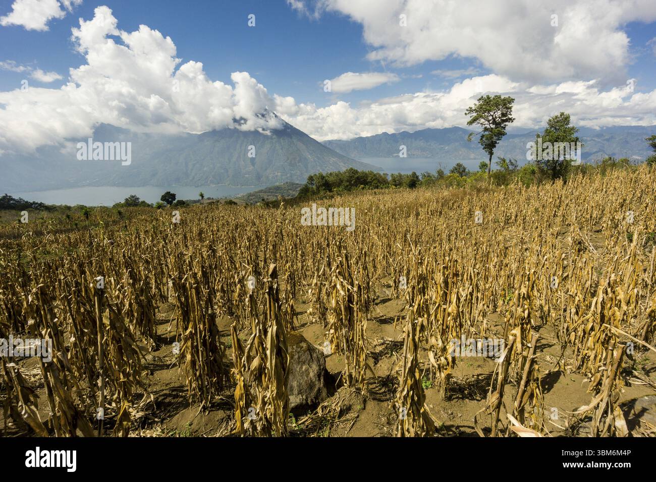 Anpflanzung von Mais an den Hängen des Toliman-Vulkans „Santiago Atitlan, Lake Atitlan“, Guatemala, Mittelamerika Stockfoto Anpflanzung von Mais an den Hängen des Toliman-Vulkans „Santiago Atitlan, Lake Atitlan“, Guatemala, Mittelamerika Stockfoto