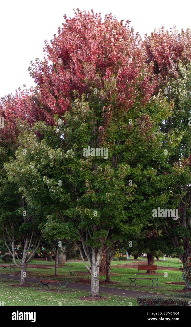 Eine lebhafte Herbstszene in einem Park mit Bäumen mit einer auffälligen Mischung aus rotem und grünem Laub. Stockfoto