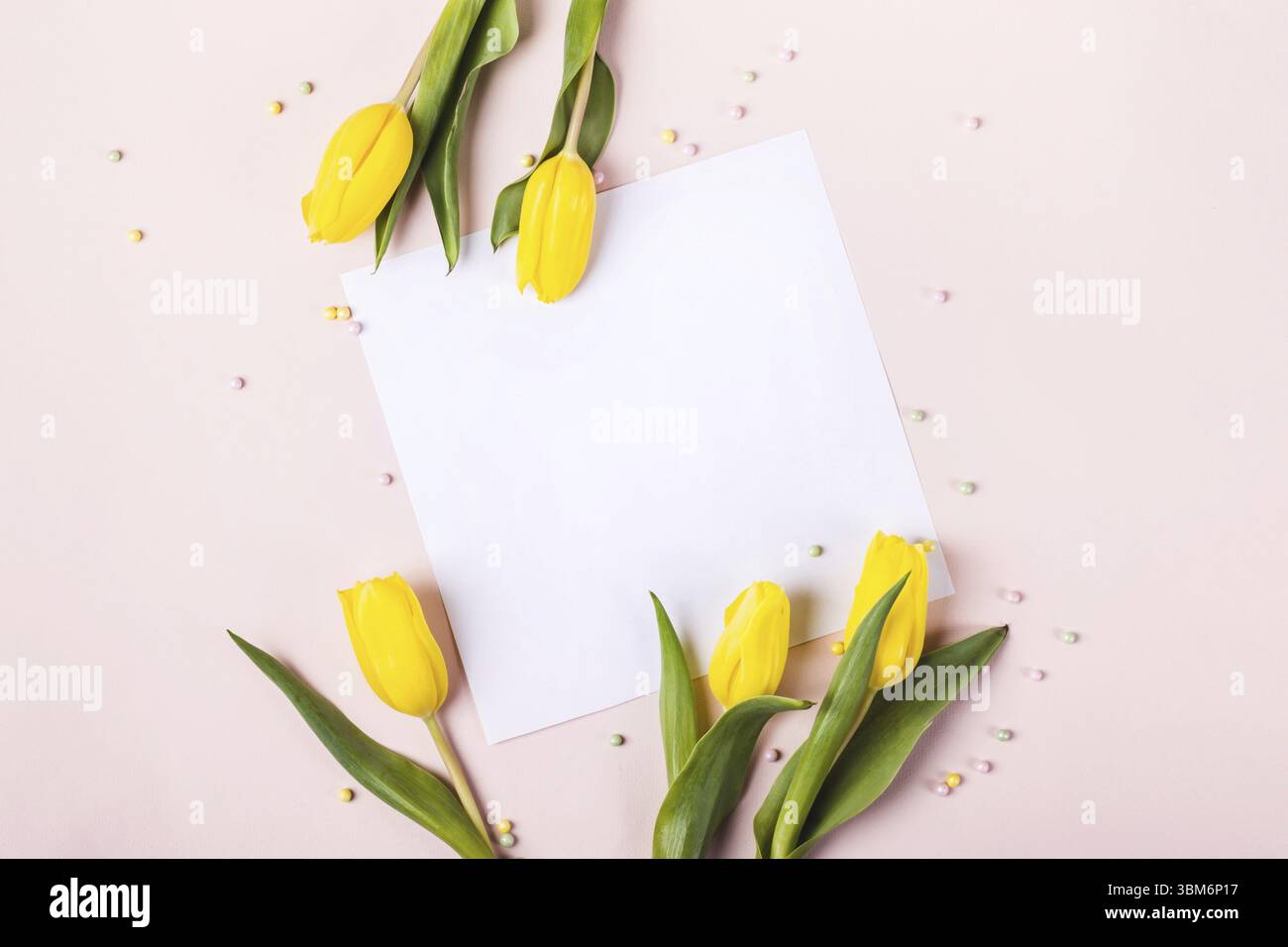 Schöne gelbe Tulpenblüten auf pastellrosa Hintergrund für Grußbotschaft. Urlaubsmotiv Stockfoto