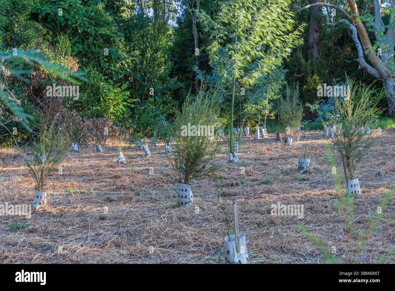 Revegetation Project: Ein karges Gebiet in einem Naturschutzgebiet zeigt Anzeichen für eine erfolgreiche Pflanzung. Stockfoto