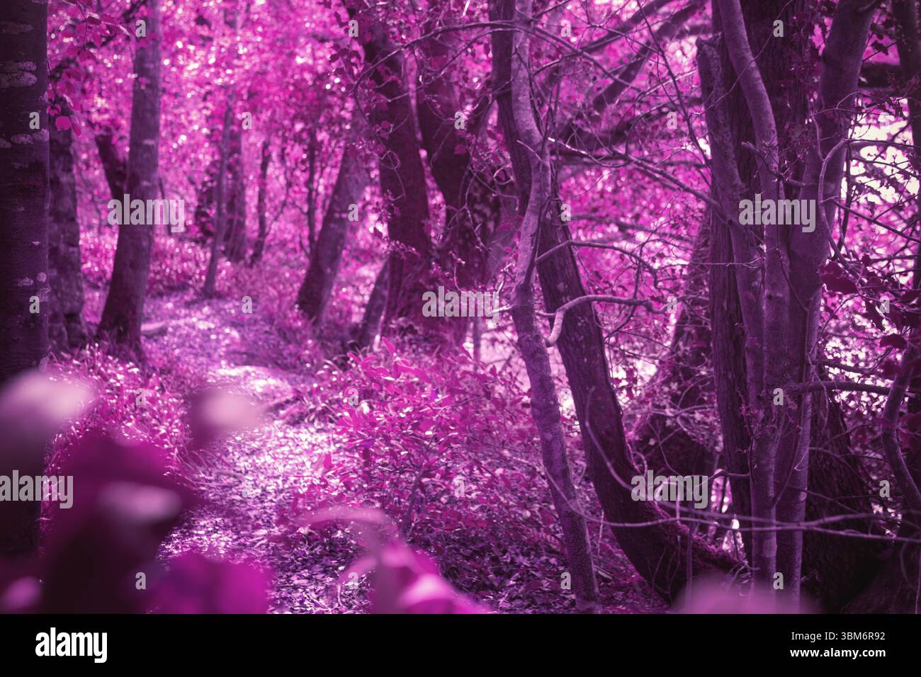 Die flache Vektorgrafik zeigt einen gewundenen Waldweg mit rosa-lila Laub und schlanken Stämmen Stockfoto