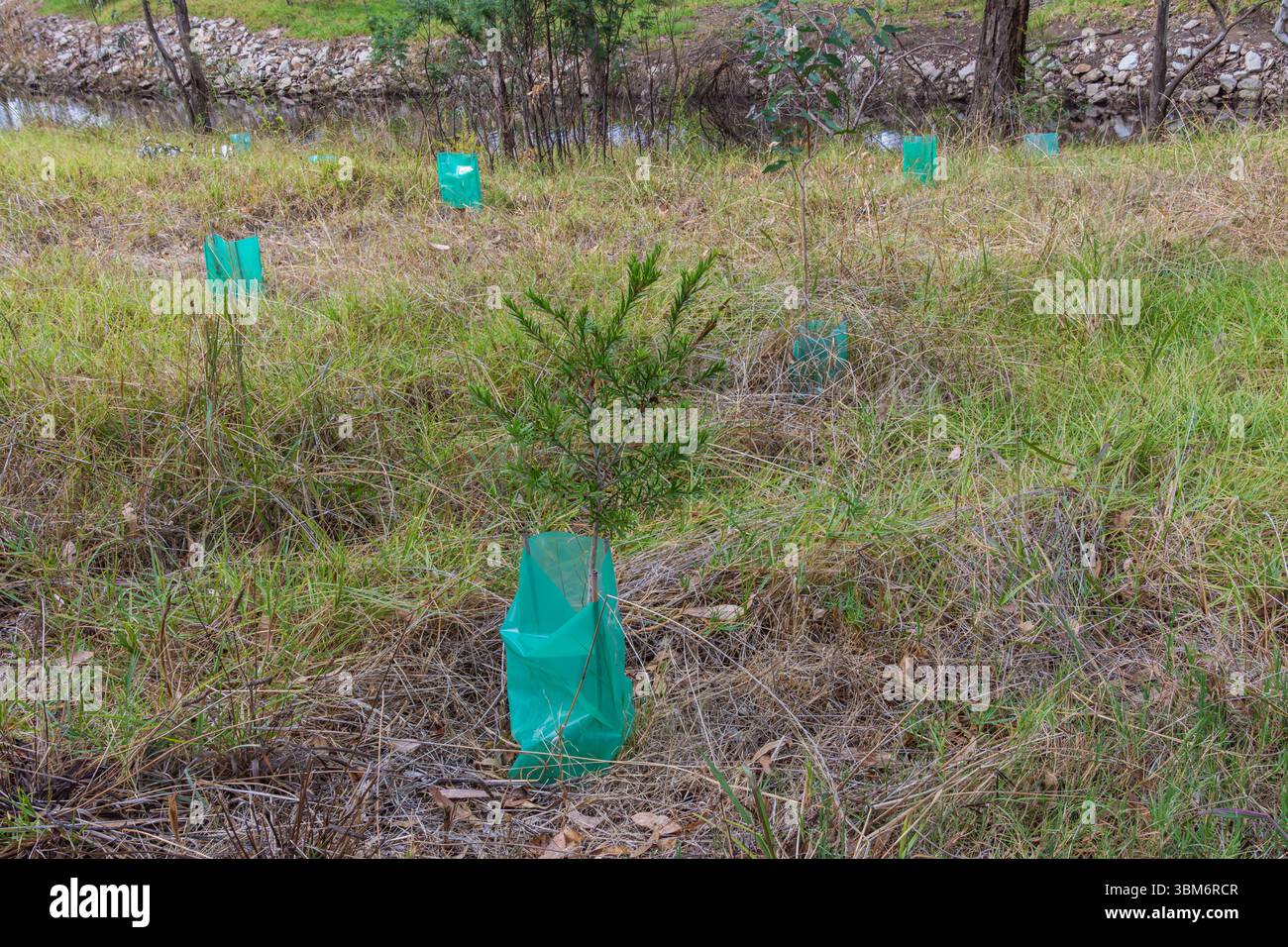 Ein Revegetationsprojekt am Creek. Stockfoto
