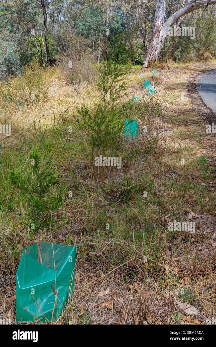 Ein Revegetationsprojekt im Australian Bush neben einem versiegelten Wanderweg. Stockfoto