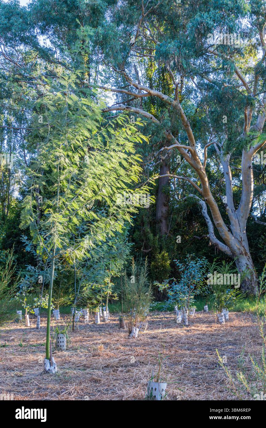 Der australische Bush umgibt ein Gebiet der Revegetation. Stockfoto