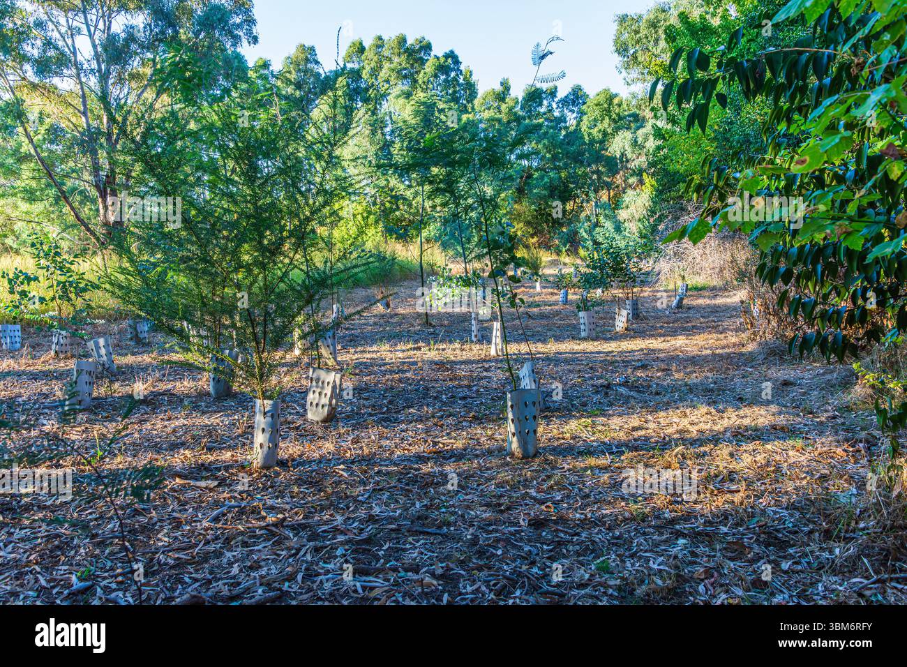 Die Wiederbepflanzung eines gerodeten Gebiets in einem Naturschutzgebiet. Stockfoto