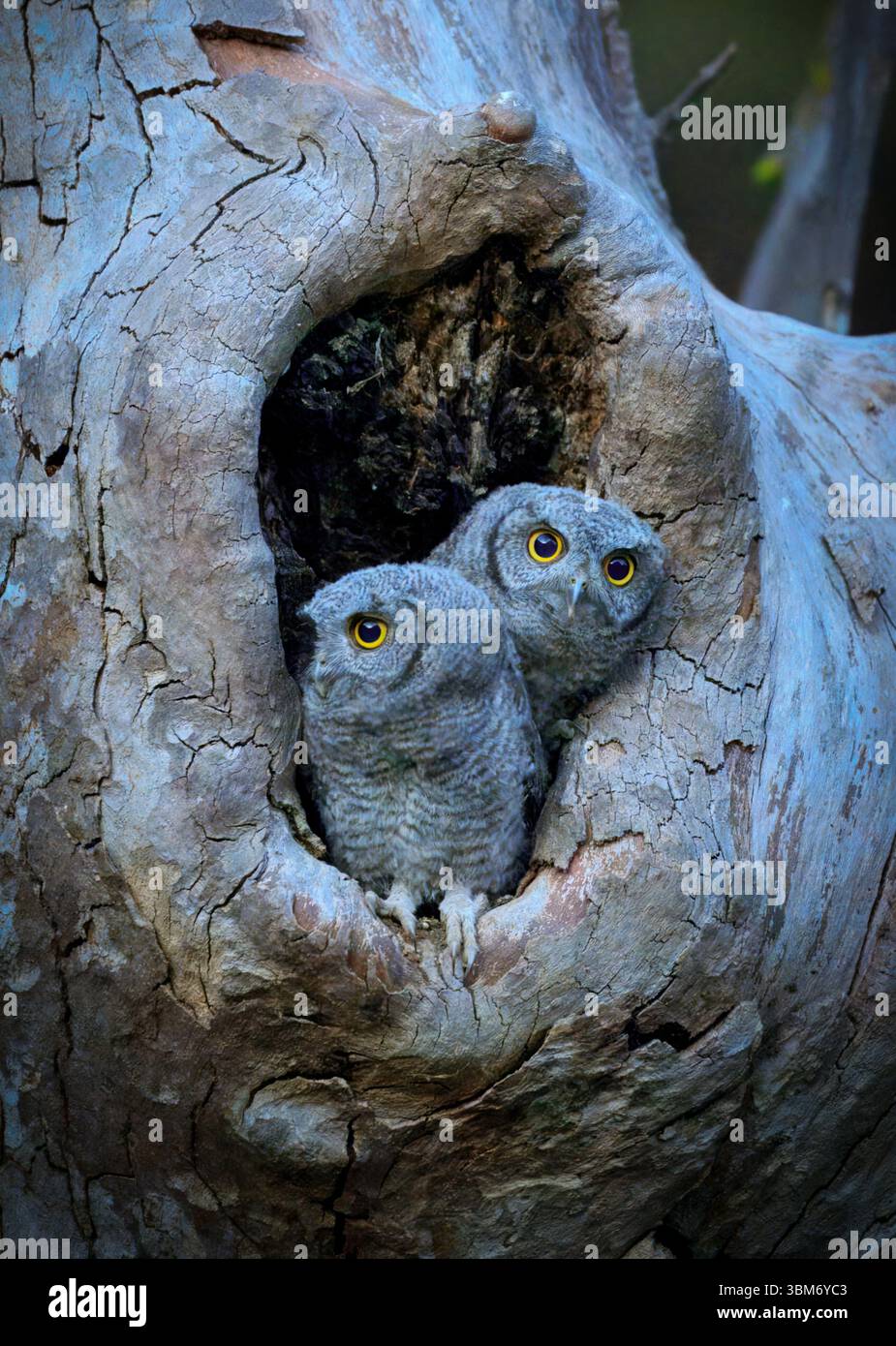 Westlichen Käuzchen Stockfoto