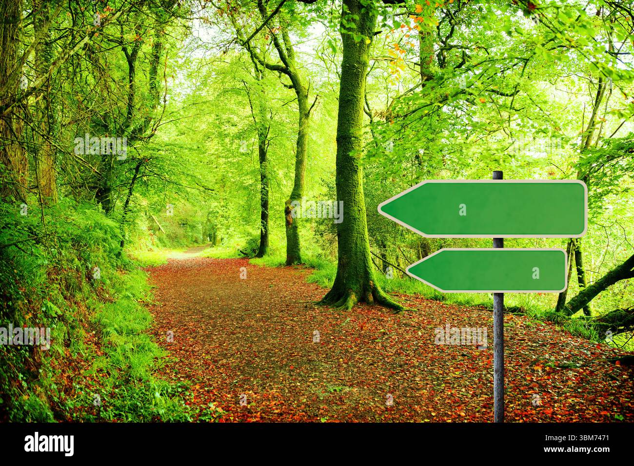 Grünes Straßenschild am Waldweg Stockfoto