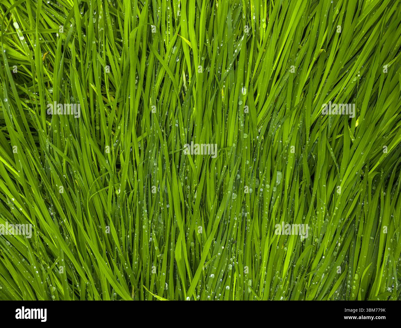 Üppig grüne Grashalme, bedeckt mit leuchtenden Wassertropfen Stockfoto