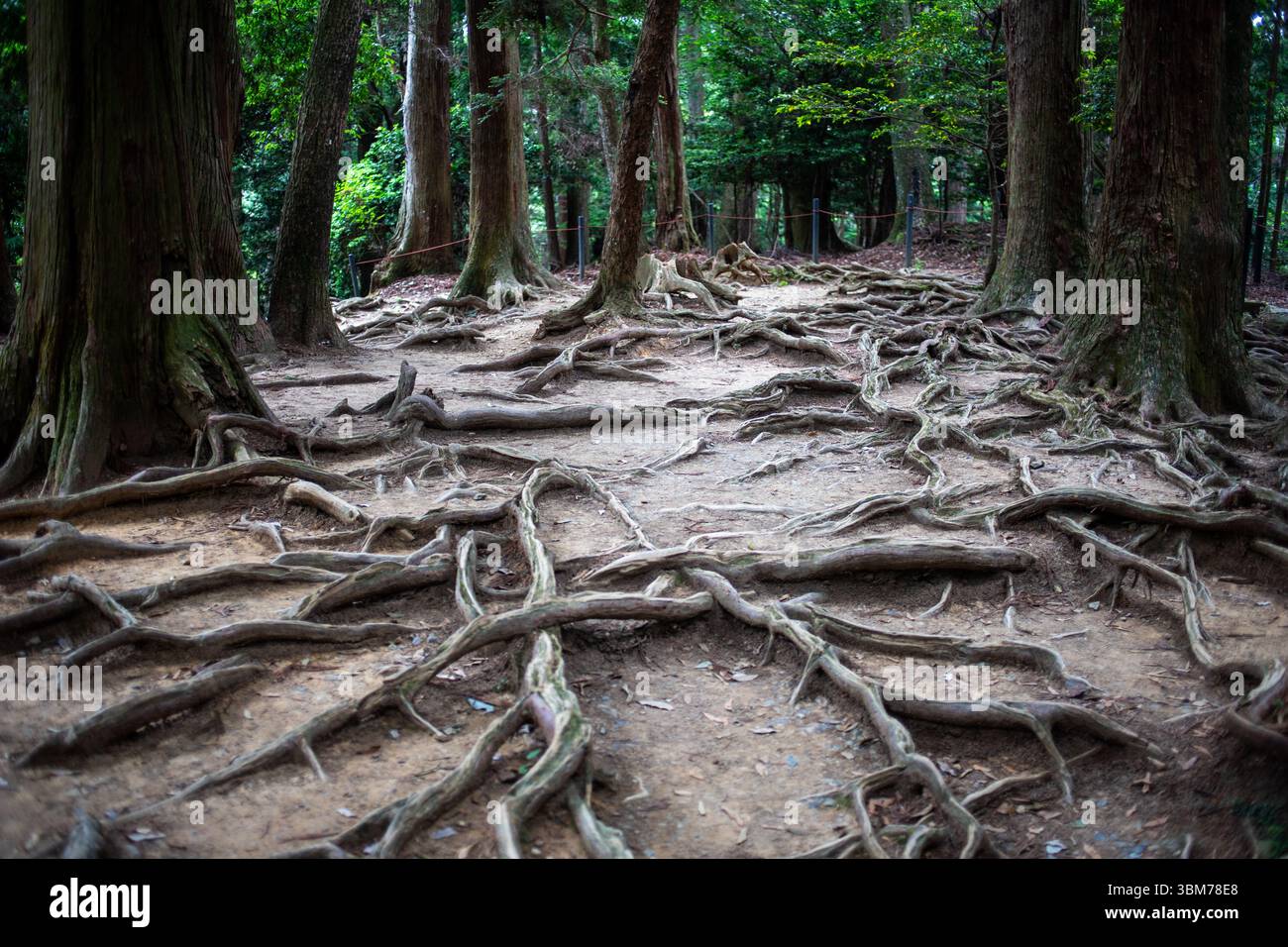 Wandern zwischen Kurama und Kibune im Norden von Kyoto, Japan. Stockfoto