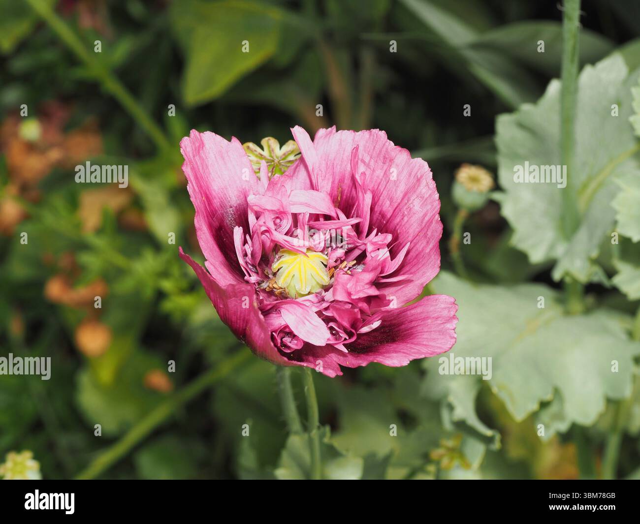 Halbjährlicher Mohn mit doppeltem Doppelbett Stockfoto
