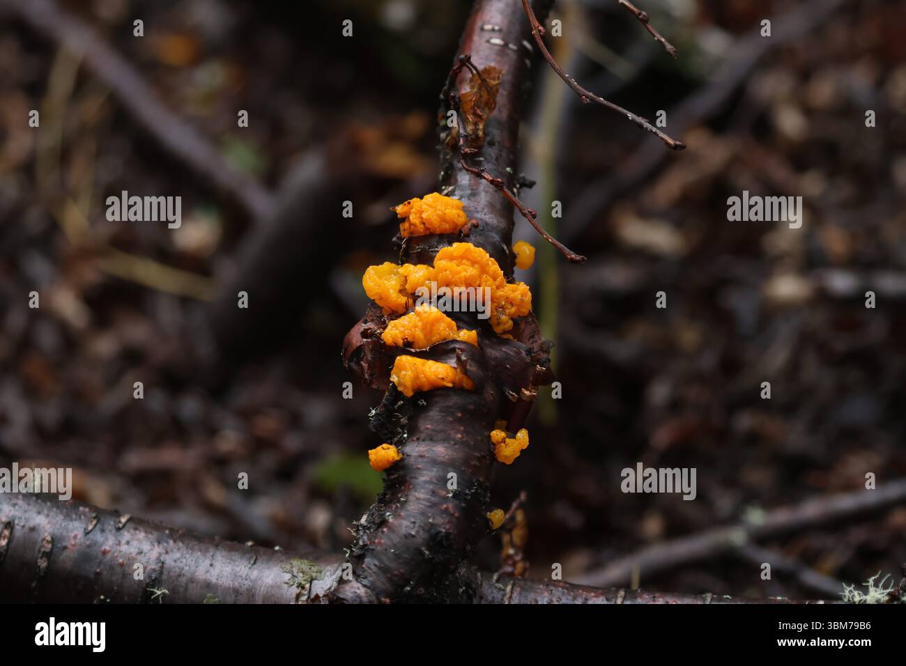 Hexenbutter Stockfoto