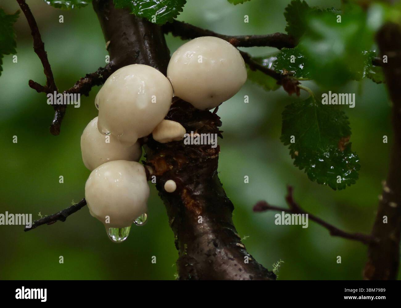 Speisebaumpilz Stockfoto