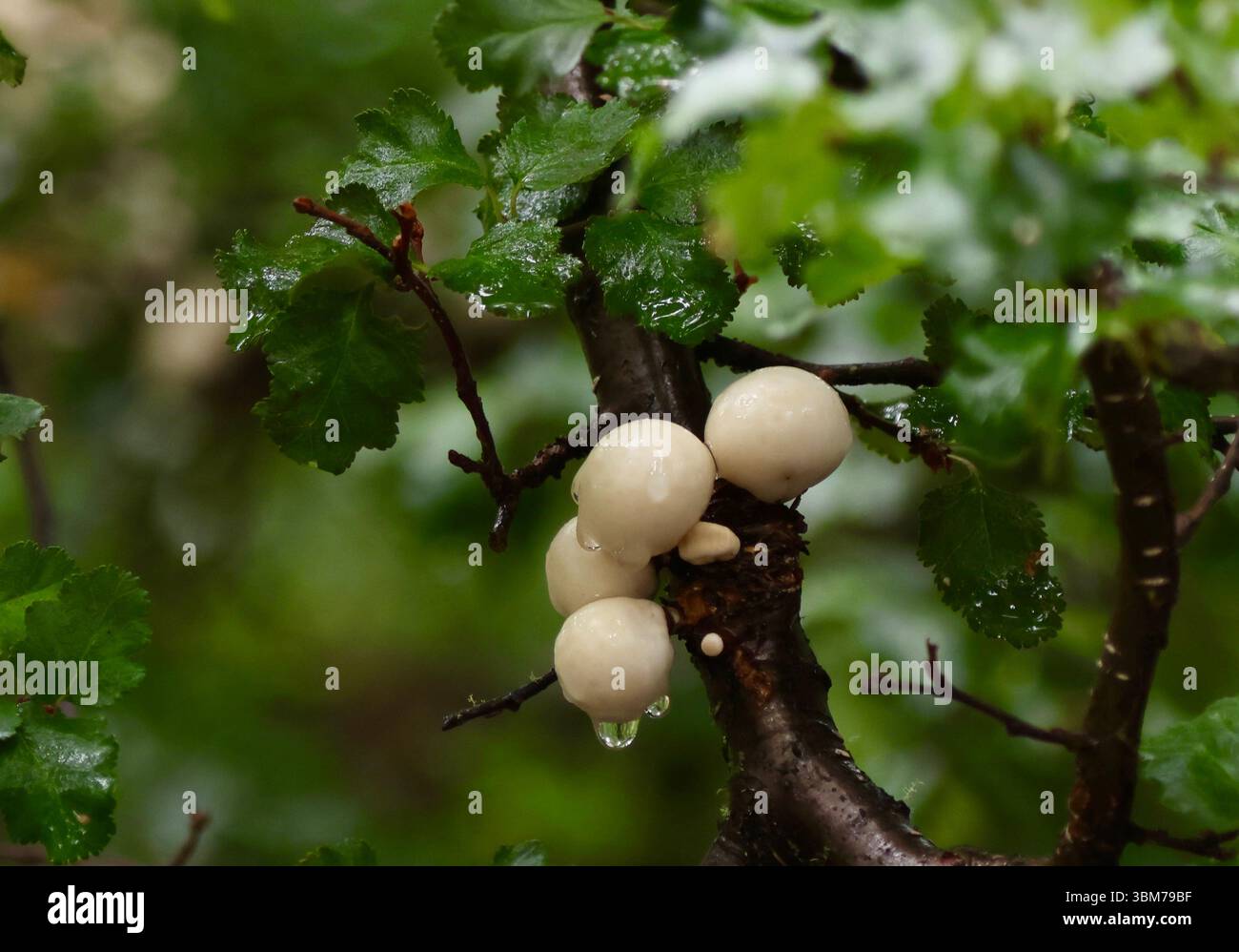 Speisebaumpilz Stockfoto