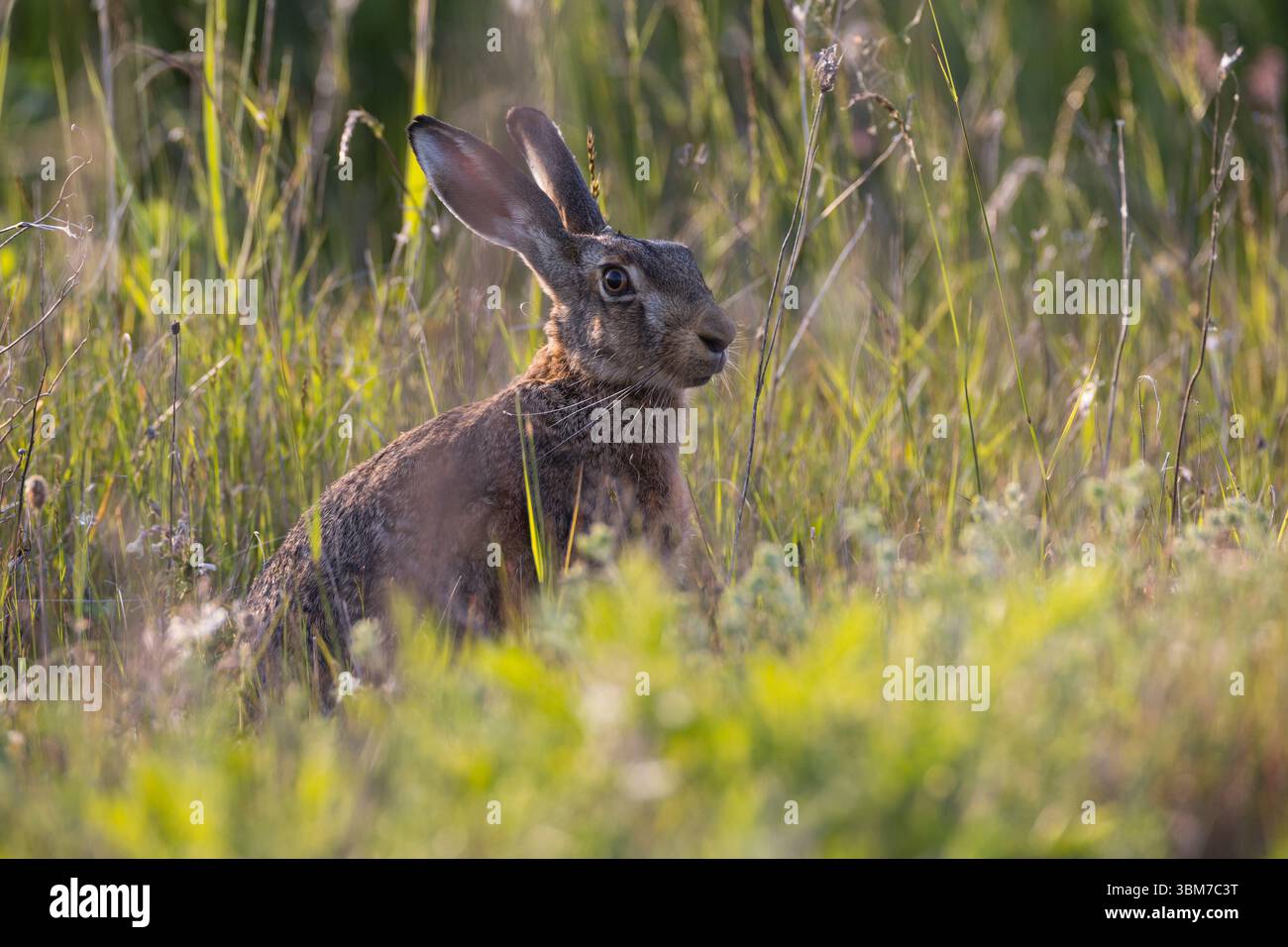 Feldhase, Feld-Hase, Hase, Hasen, Grünland, Grünlandfläche, Lepus europaeus, Europäischer Hase, Braunhase, Hase, Hasen, Le Lièvre d'Europe, Lièvre brun Stockfoto