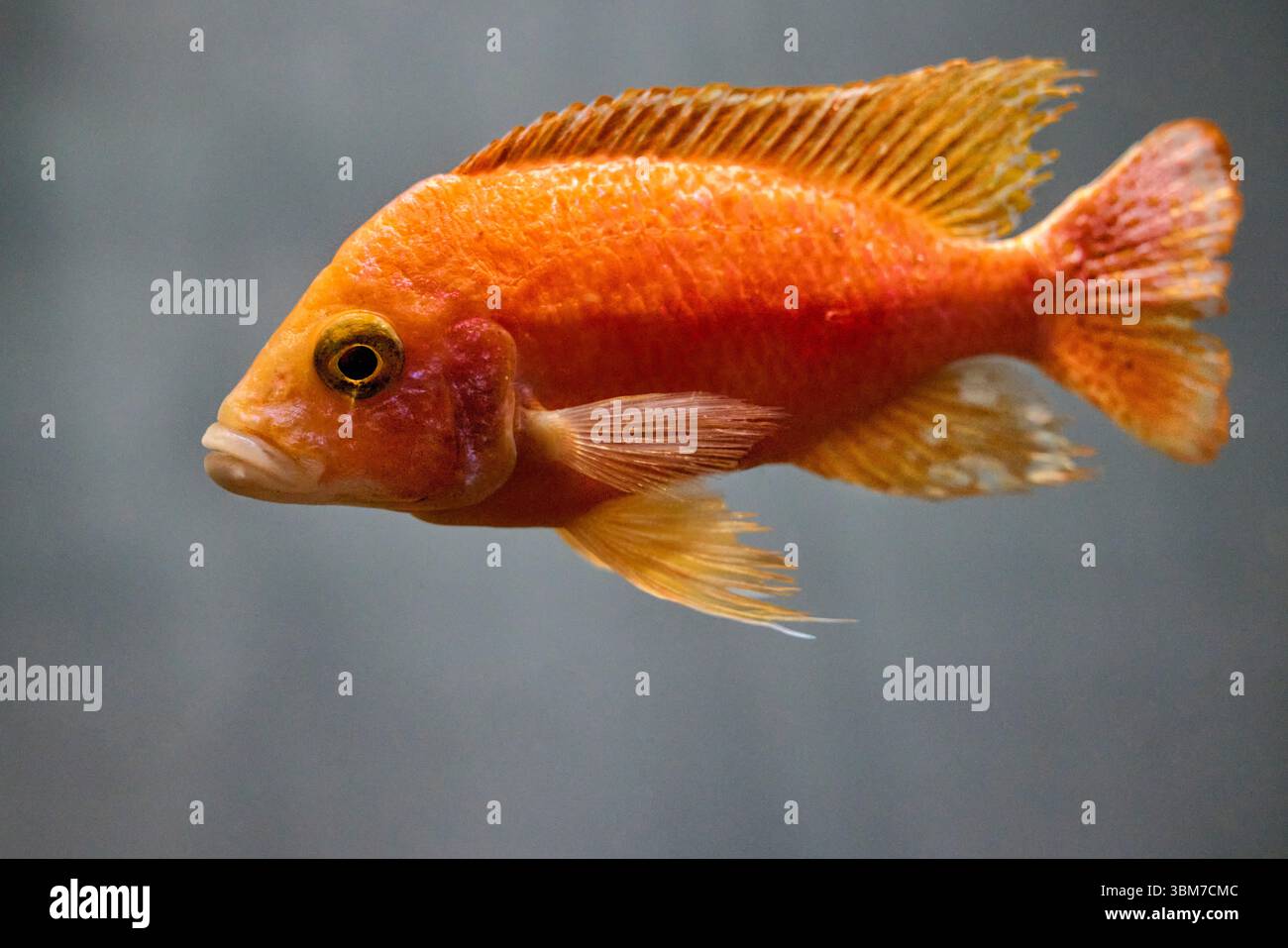 Nahaufnahme von Dragon Blood Peacock Cichlid, auch bekannt als Red Peacock Cichlid (Aulonocara sp.) Schwimmen im Aquarium. Stockfoto