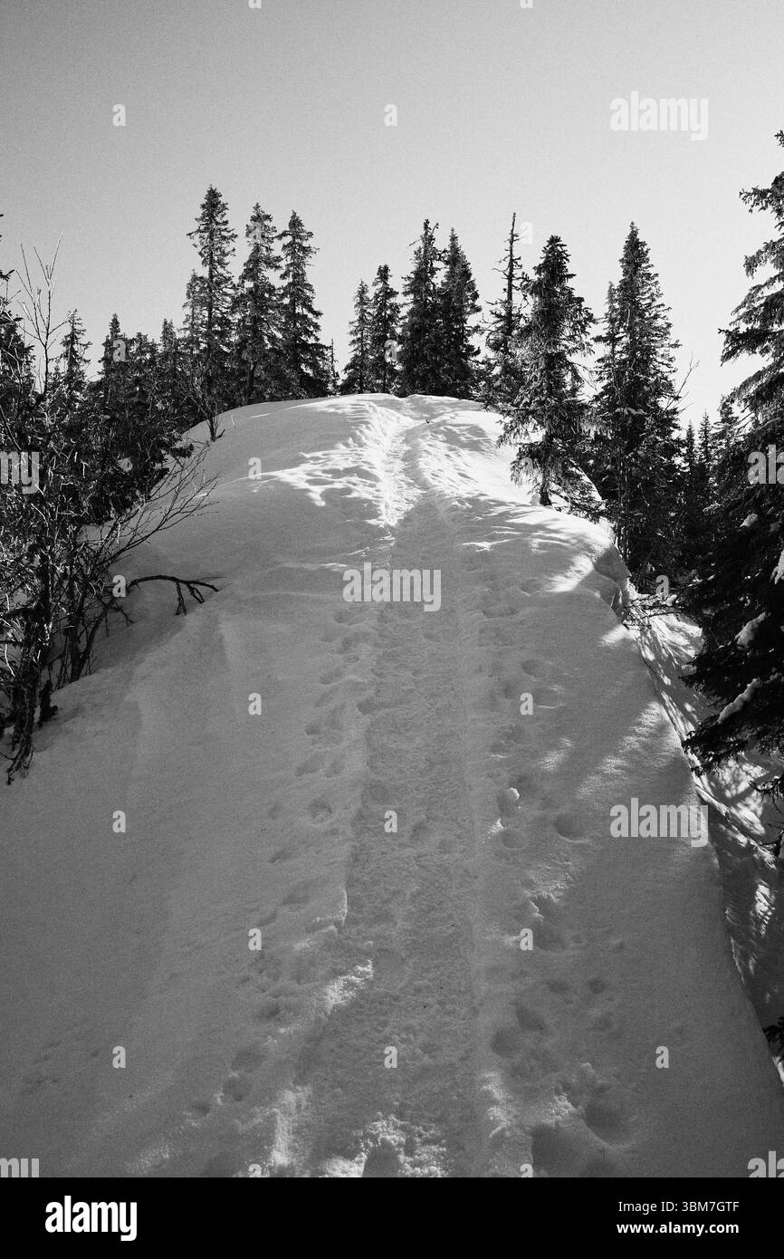 Schneeschuhpfad bis zum Tjuvaaskampen Hill, Teil der Totenaasen Hills, Norwegen, an einem Wintertag im März. Stockfoto