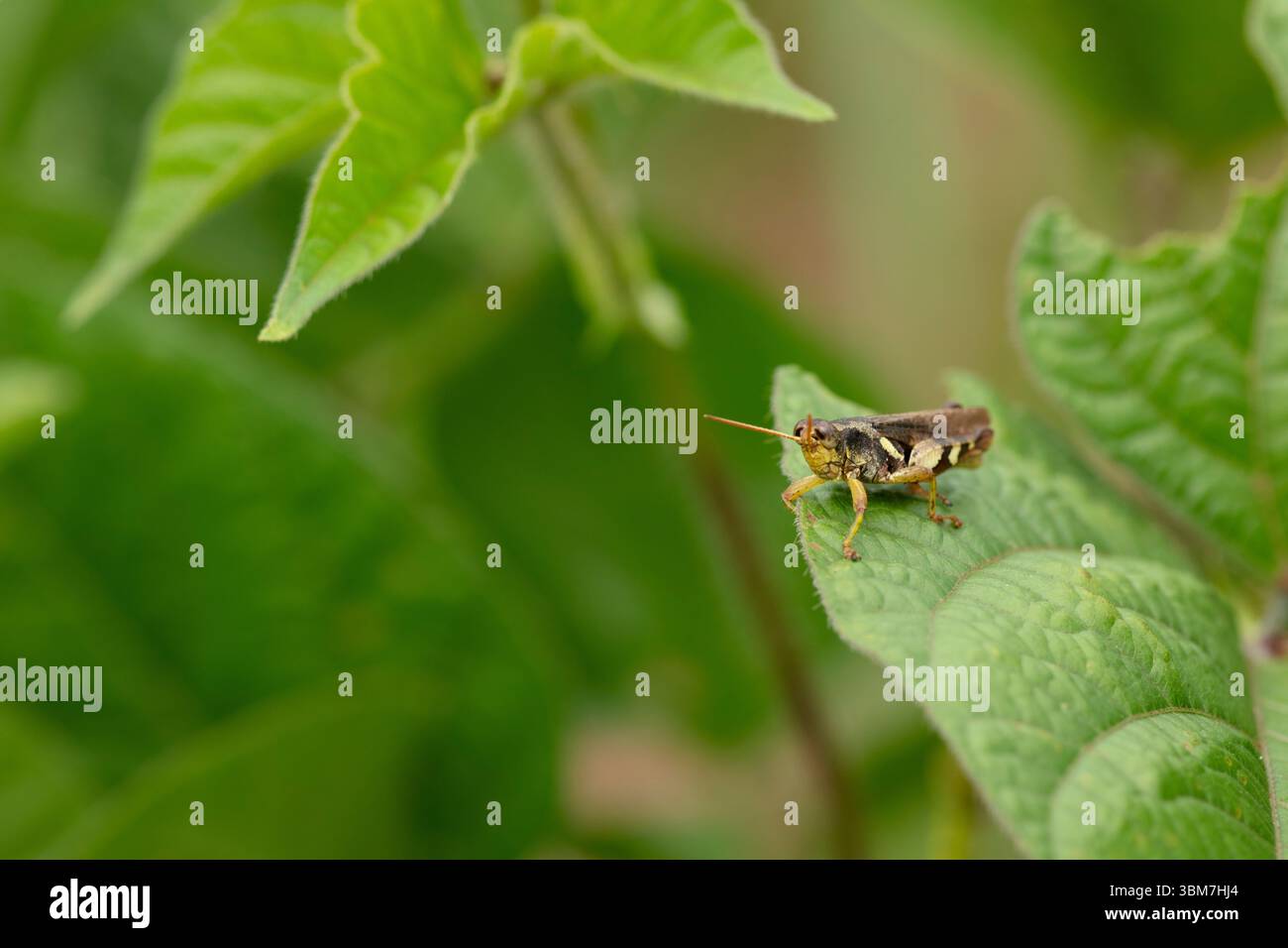 Mungbohnenblüten blühen im Sommer wild Stockfoto
