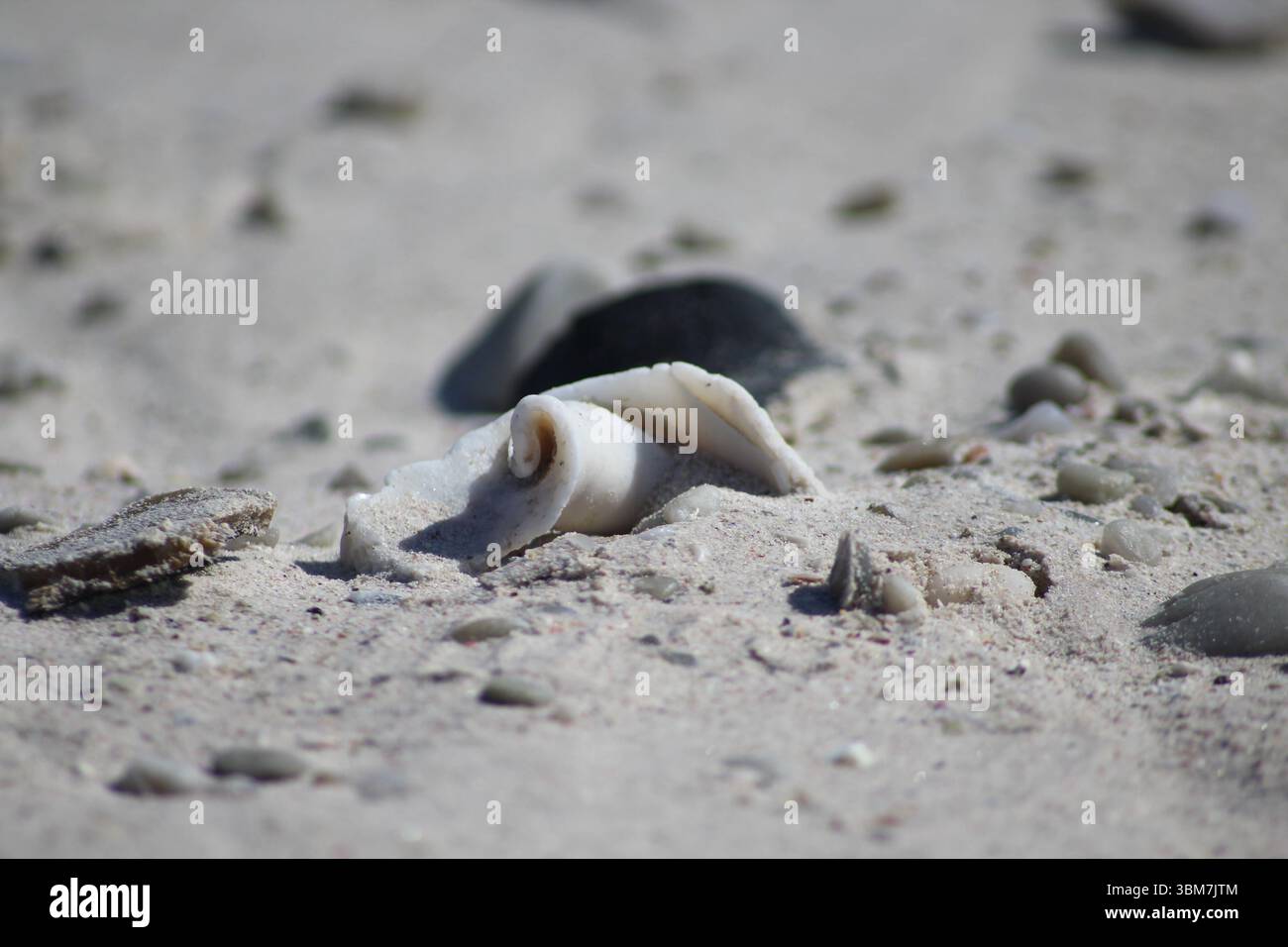 Zerbrochene Kegelschale am Strand Stockfoto