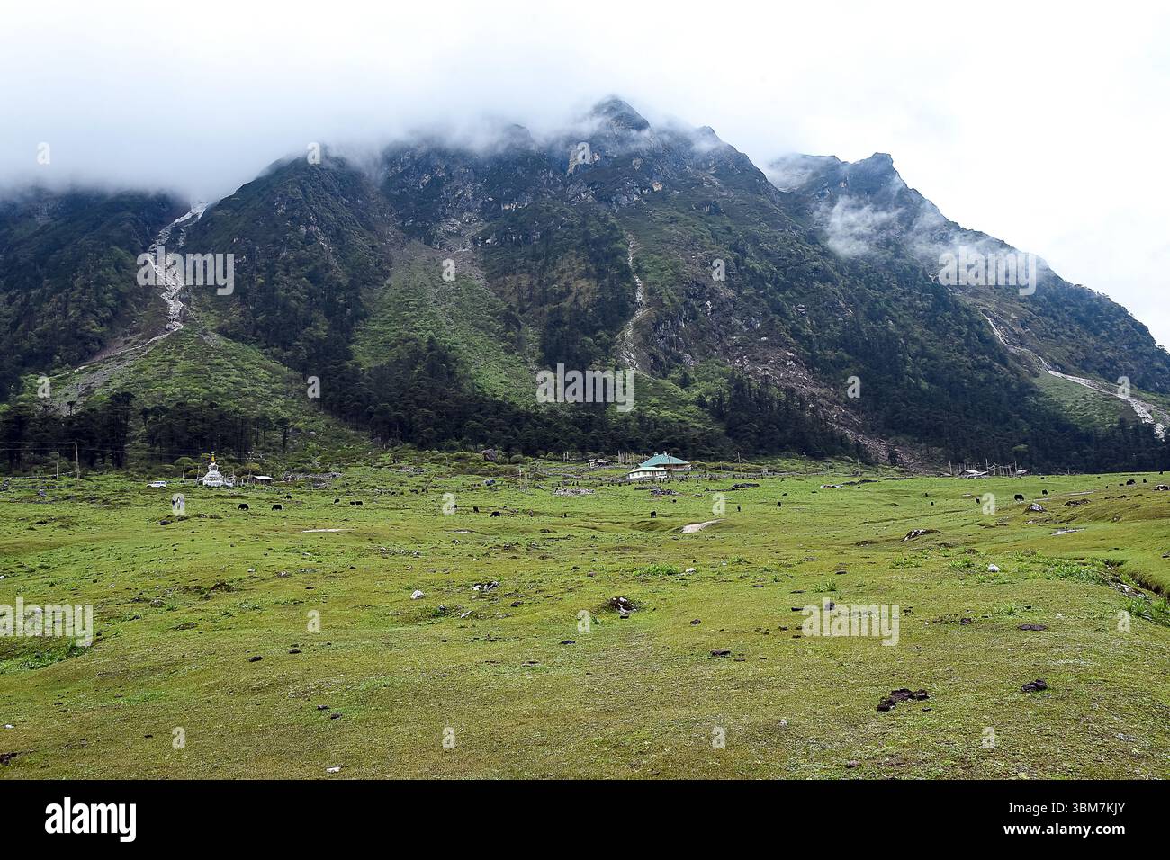 Ein atemberaubender Blick auf das Yumthang Valley in North Sikkim, Indien, bekannt als das „Tal der Blumen“. Stockfoto