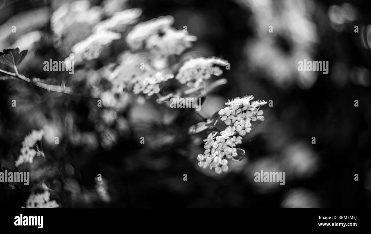 Weiße Blüten in Schwarz und weiß. Hochwertige Fotos Stockfoto