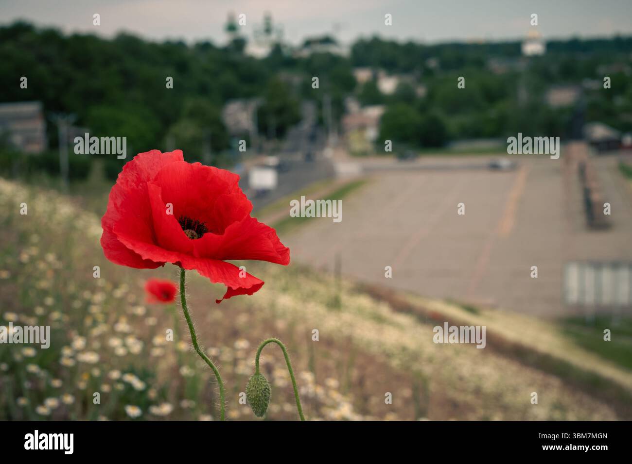 Der Mohn steht stolz am Rande eines Hügels und überblickt Dächer und Bäume darunter. Seine helle Farbe bildet einen auffälligen Kontrast zum sanften Grün Stockfoto