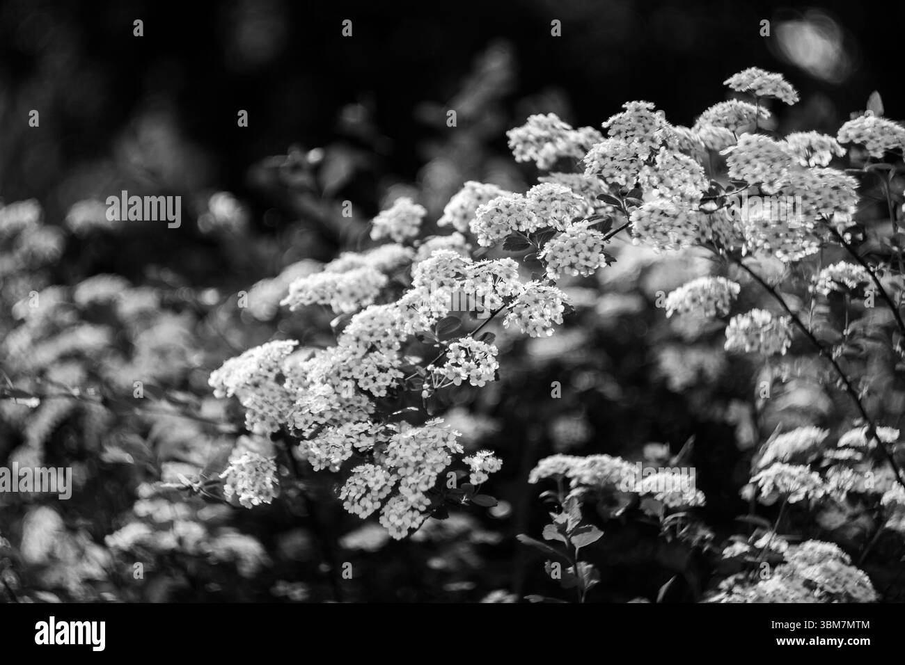 Das Foto zeigt scharf fokussierte Blüten vor einem verschwommenen Hintergrund, was einen beeindruckenden Kontrast erzeugt, der das Auge der Zuschauer auf sich zieht. Stockfoto