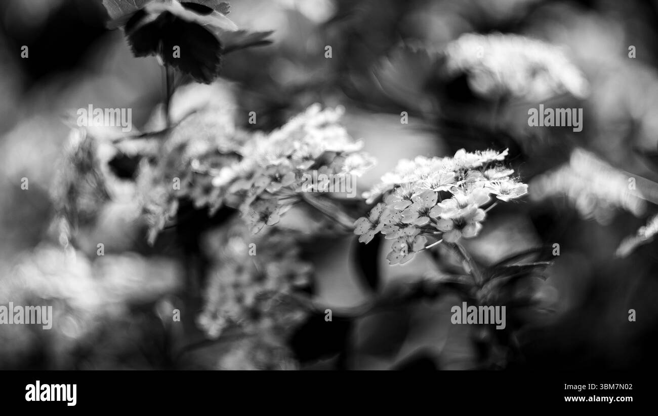 Das Foto zeigt scharf fokussierte Blüten vor einem verschwommenen Hintergrund, was einen beeindruckenden Kontrast erzeugt, der das Auge der Zuschauer auf sich zieht. Stockfoto