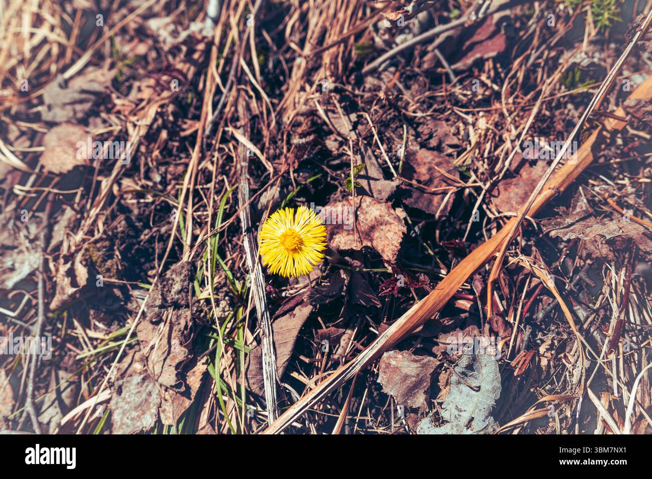 Coltsfoot oder Tussilago farfara Stockfoto