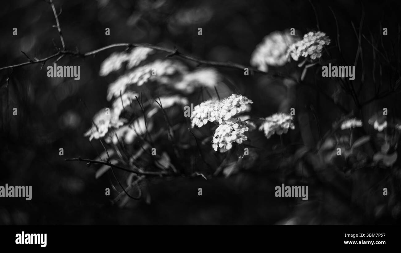 Das Foto zeigt scharf fokussierte Blüten vor einem verschwommenen Hintergrund, was einen beeindruckenden Kontrast erzeugt, der das Auge der Zuschauer auf sich zieht. Stockfoto