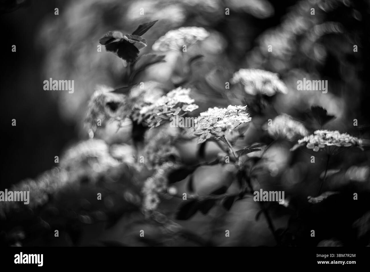 Das Foto zeigt scharf fokussierte Blüten vor einem verschwommenen Hintergrund, was einen beeindruckenden Kontrast erzeugt, der das Auge der Zuschauer auf sich zieht. Stockfoto