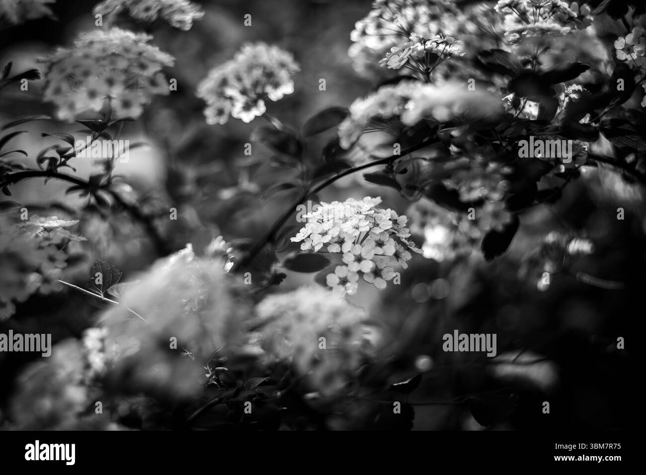 Das Foto zeigt scharf fokussierte Blüten vor einem verschwommenen Hintergrund, was einen beeindruckenden Kontrast erzeugt, der das Auge der Zuschauer auf sich zieht. Stockfoto